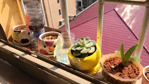 南昌現(xiàn)代外國語學(xué)校（象湖校區(qū)）八年級組開展“新時代綠色環(huán)保、美化校園環(huán)境”活動