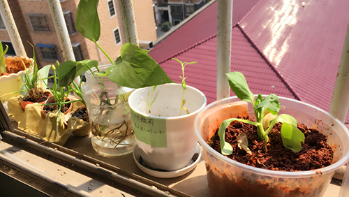 南昌現(xiàn)代外國語學(xué)校（象湖校區(qū)）八年級組開展“新時代綠色環(huán)保、美化校園環(huán)境”活動