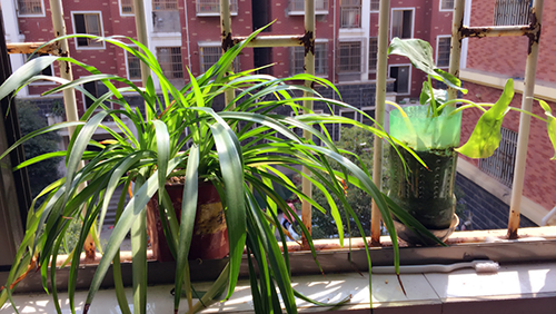 南昌現(xiàn)代外國語學(xué)校（象湖校區(qū)）八年級組開展“新時代綠色環(huán)保、美化校園環(huán)境”活動